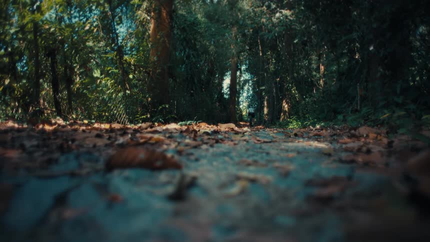 A low angle view shows a cyclist riding a bike away from the camera on a path covered in dead leaves through a dense forest