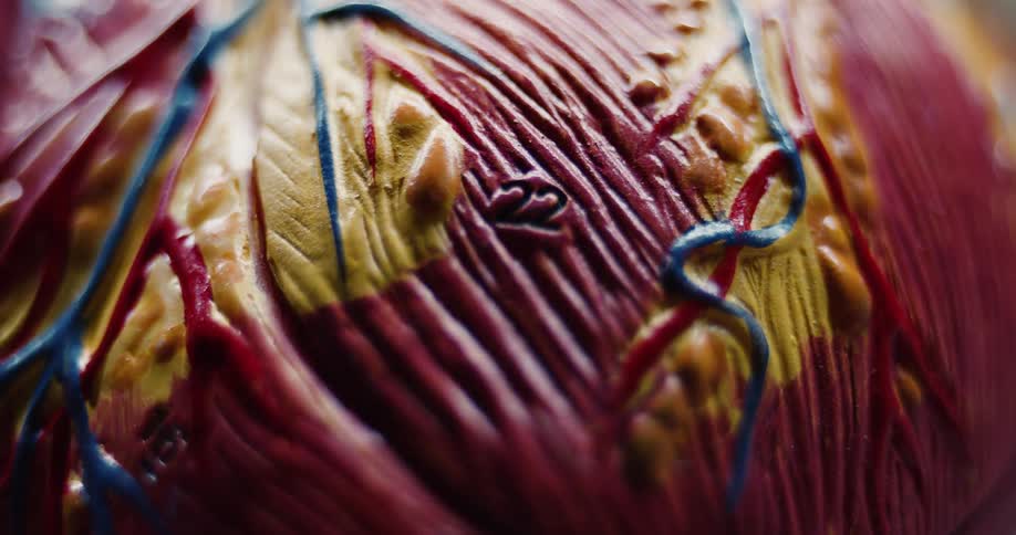 An extreme close view shows a textured model of a human heart with numbered labels and blue veins under shifting light