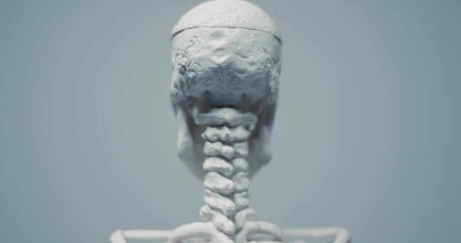White anatomical model of a skull and cervical spine seen from behind