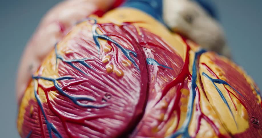 Extreme closeup of a colorful anatomical heart model showing veins and arteries