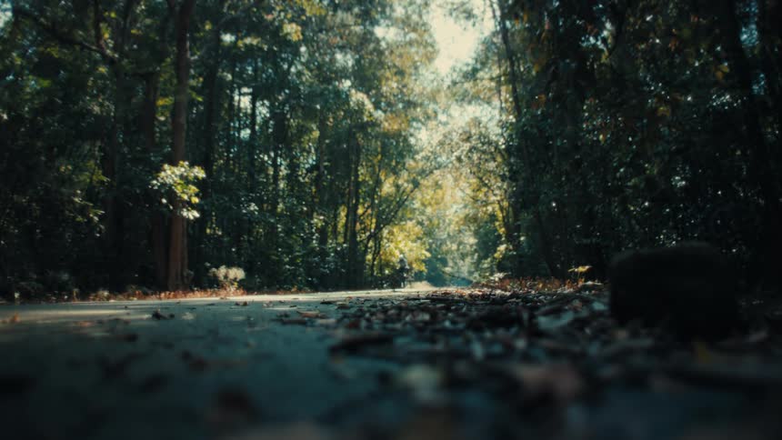 A person riding a bicycle in a forest