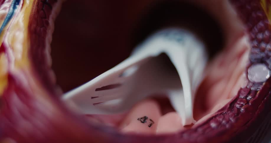 An extreme close view shows a hand opening a plastic model of a human heart to reveal white internal structures and numbered parts