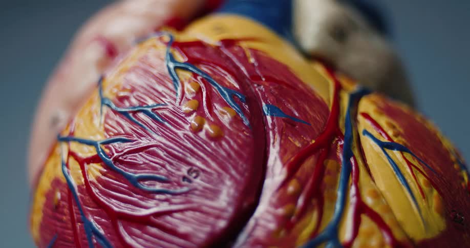 Anatomical model of a human heart with arteries and veins highlighted in red and blue
