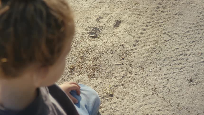 Child in the sand observing ants