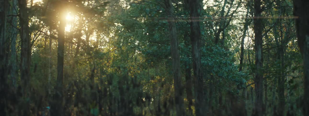 Sunlight shines brightly through trees in the forest