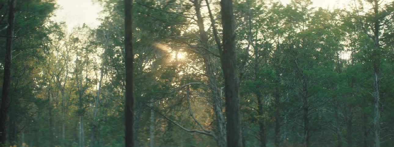 Sunlight filtering through the trees of a forest