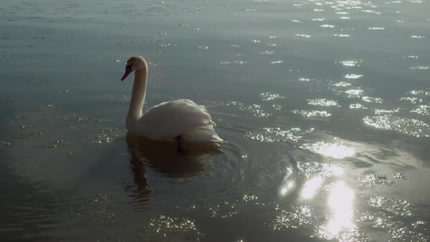 A swam is swimming around in the water