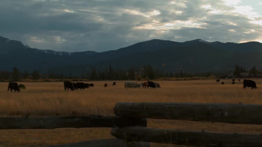 Cattle graze quietly across a golden field beneath a cloudy sky with dark mountains rising in the distance