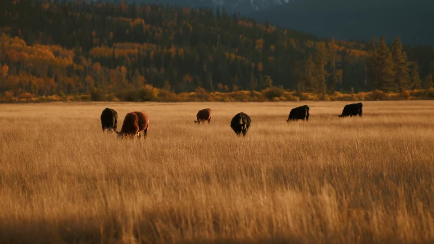 A small herd of cattle grazes peacefully through tall golden grass with forested hills rising in the background