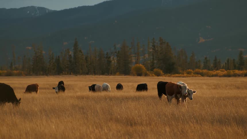 A small herd of cattle grazes in a vast golden field during the late afternoon towering evergreen trees and shadowed mountain peaks frame the horizon under a soft sky