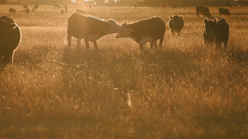 Cattle in a field of dry grass as the sun shines brightly in the distance