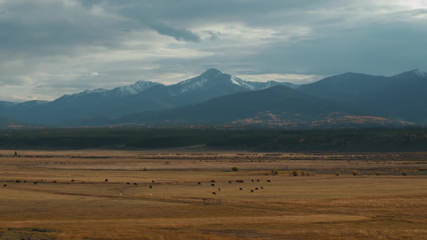 A wide landscape view shows cattle grazing across an open plain with snowcapped mountains in the distance under a cloudy sky
