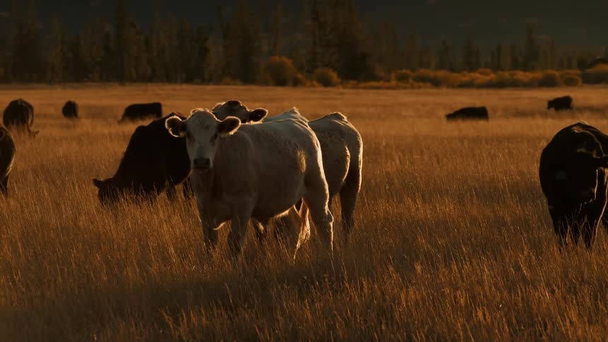 Cows walk and graze in a golden grass field with trees in the background at dusk