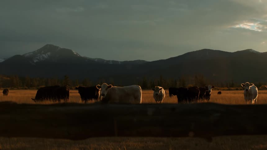 Cattle stand quietly in a sundrenched pasture as the evening light catches the surrounding mountains the scene is viewed through the roughhewn gaps of a wooden fence adding a rustic frame to the landscape