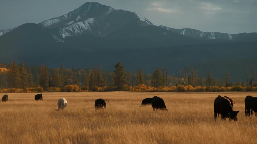 A herd of cattle grazes peacefully in a vast golden field during the autumn seasonin the background a massive snowdusted mountain range rises sharply against a moody overcast sky