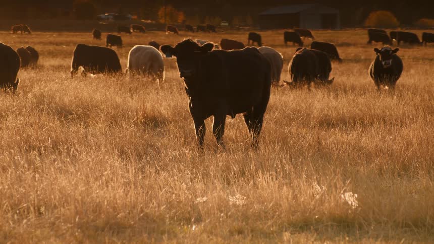 A black cow stands in a golden field while a herd grazes quietly in the warm evening light