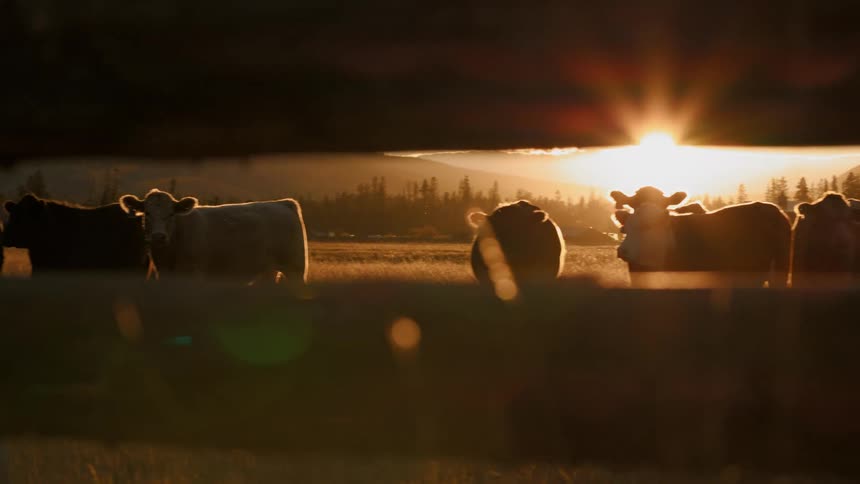 A small herd of cattle stand in a golden field at sunset with a dark wooden fence in the foreground