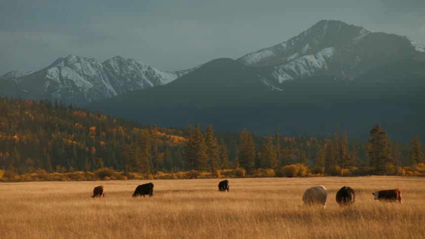 The high ridge of the snowcapped mountain range in the background which creates a sharp jagged silhouette against the dark skythe long straight line where the golden meadow meets the dense forest at the base of the foothills dividing the grazing a