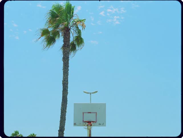 A static shot shows a tall palm tree standing next to an outdoor basketball hoop under a clear blue sky