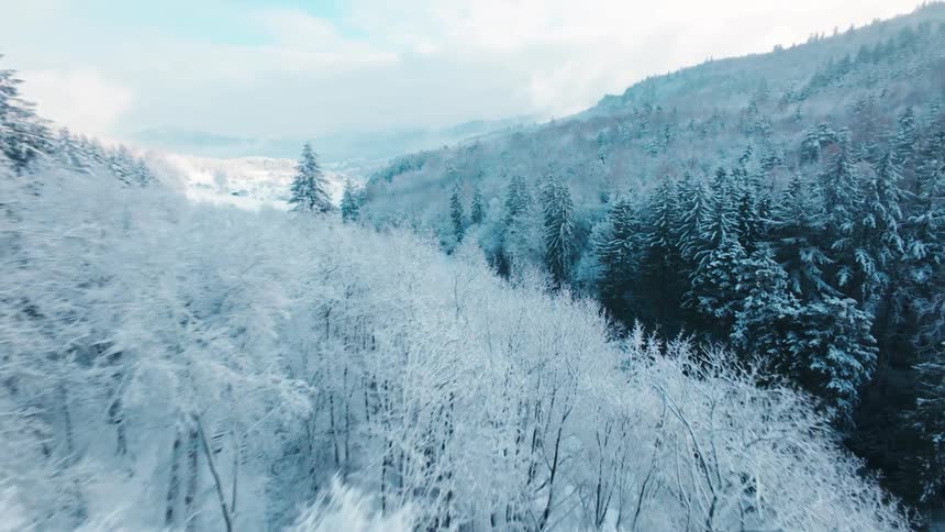 An aerial view of a forest covered in snow