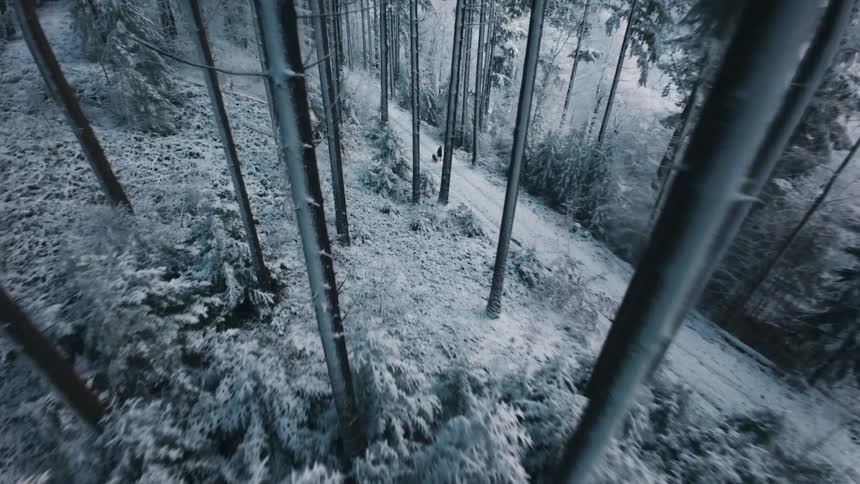 An aerial view of a forest on a snowy day