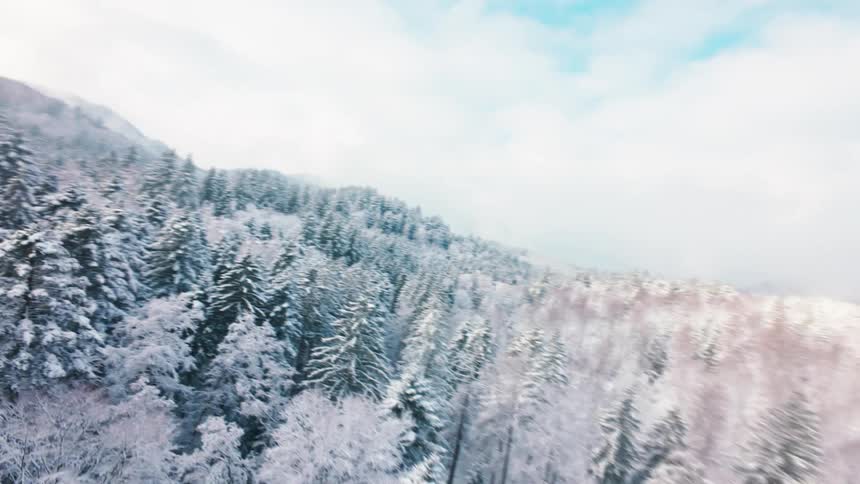 A fast moving camera flies over a vast forest of evergreen trees covered in thick white snow under a bright overcast sky during a cold winter day