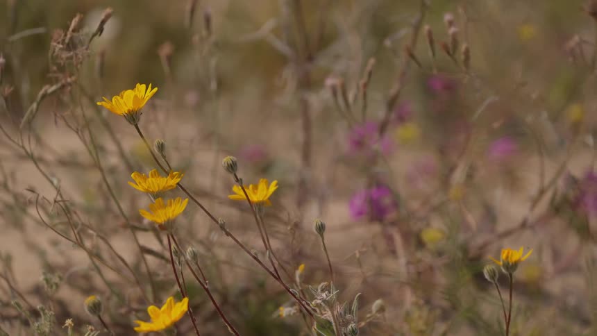 A view of some purple and yellow flowers in a field