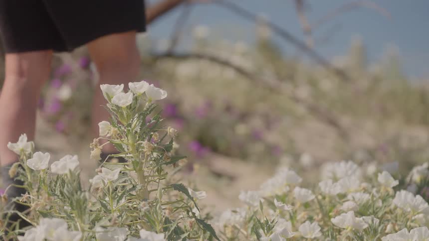 White flowers in the foreground while a person walks along a trail in the background