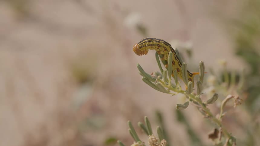 A caterpillar outdoors on a branch