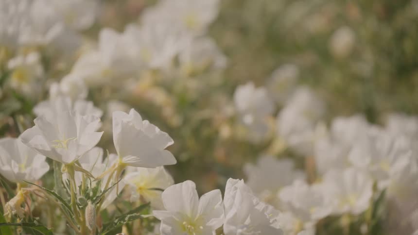 A garden filled with flowering plants at midday with the wind causing them to sway