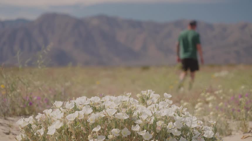 White flowers in the foreground in an open field with a person walking in the background and blurred mountains in the distance
