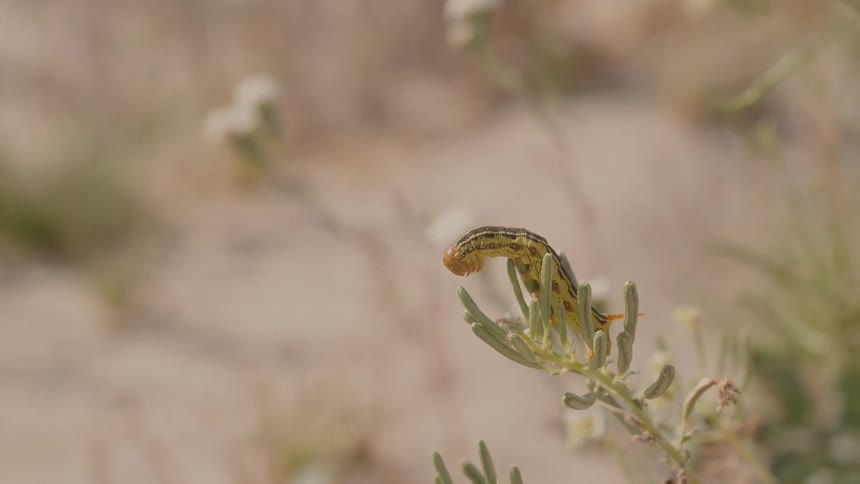 A caterpillar outdoors on a leaf
