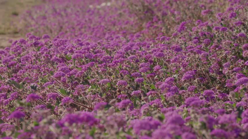 Field covered with numerous small purple flowers among green foliage