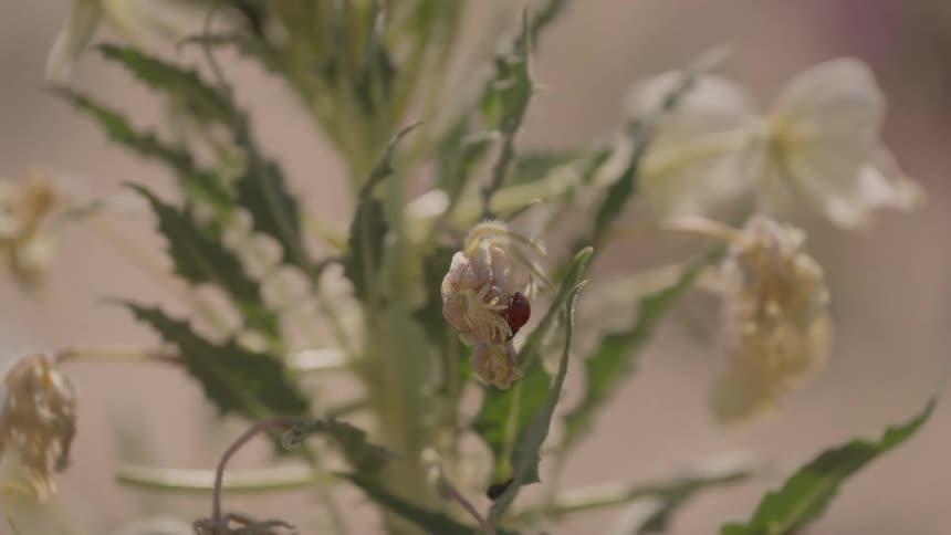 A close up view shows a red ladybug crawling on a dry wilted flower of a desert primrose plant with green spiny leaves