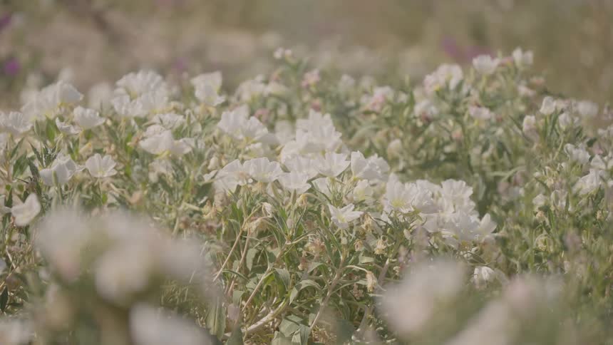 Field of white flowers grows in a natural area under sunlight