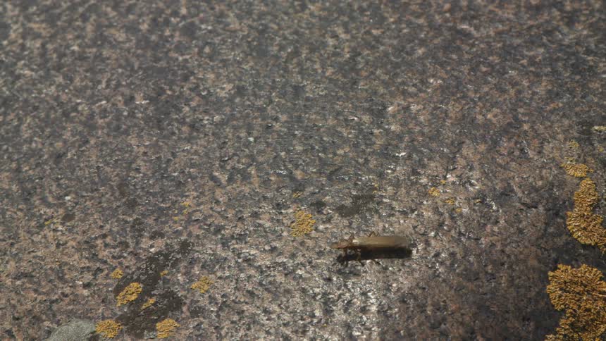A close up shot shows a small stonefly crawling on a dark granite rock before it takes flight and disappears from the frame
