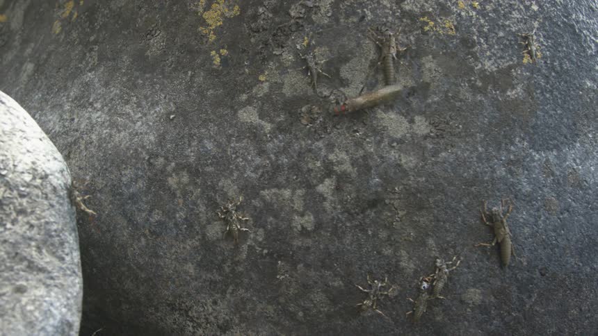 Aquatic insects and exuviae scattered across the surface of wet rock