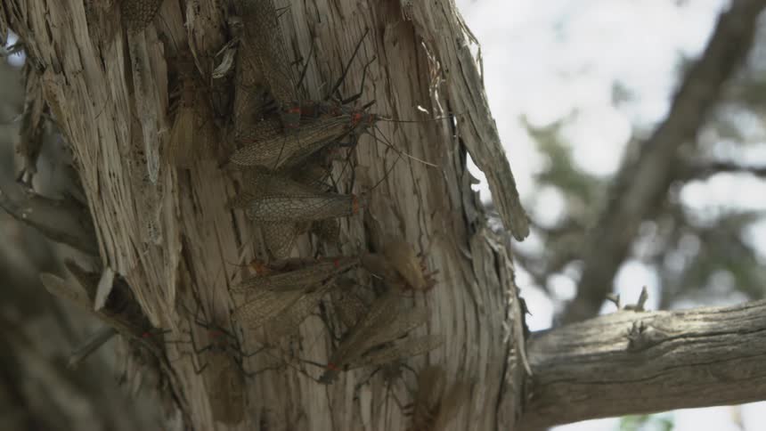 A series of bugs crawling on a tree trunk in the woods at midday