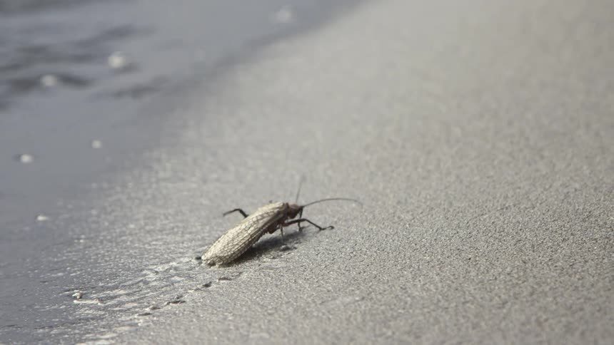 Insect walking on wet sand beside a thin layer of water