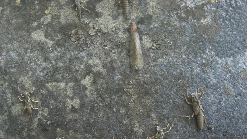 Aquatic insects and exuviae attached to the surface of wet rock