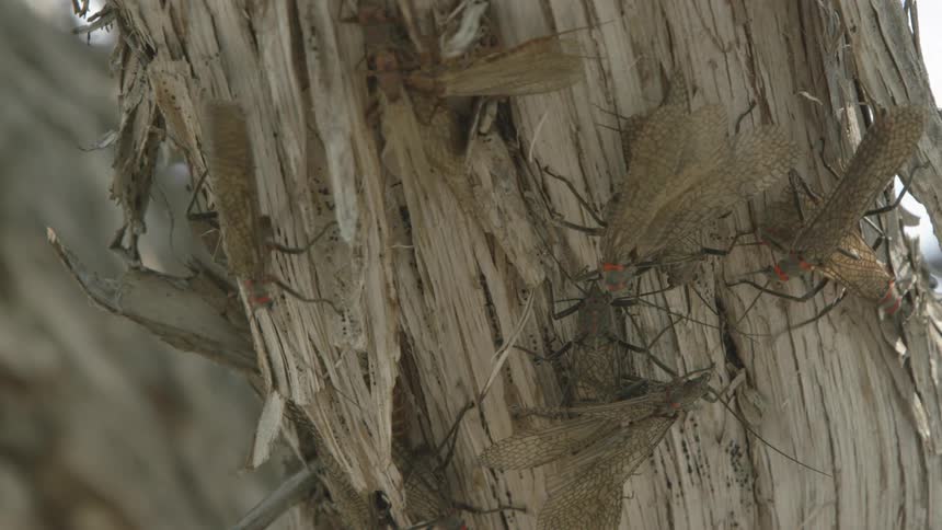 Salmon flies clustered on a peeled tree trunk