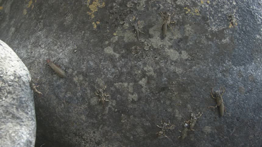 A close up view shows several stoneflies and their discarded shells clinging to the surface of a large dark gray rock near a river