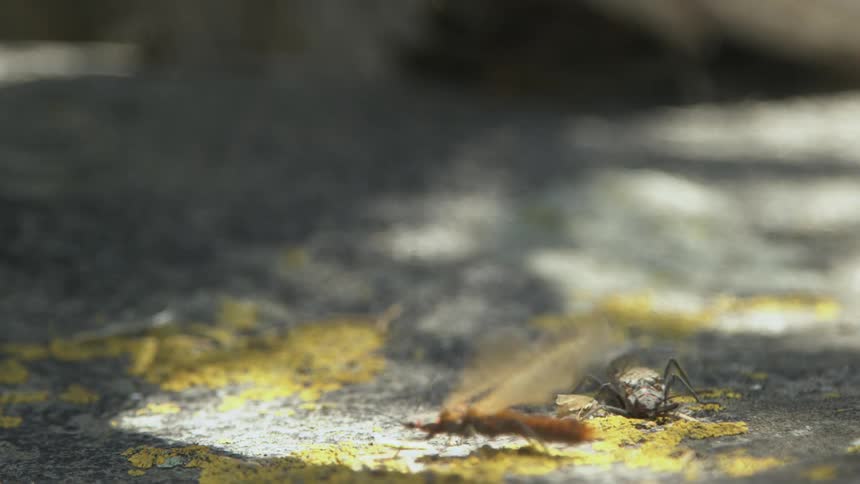 An insect landing on a road then flying away