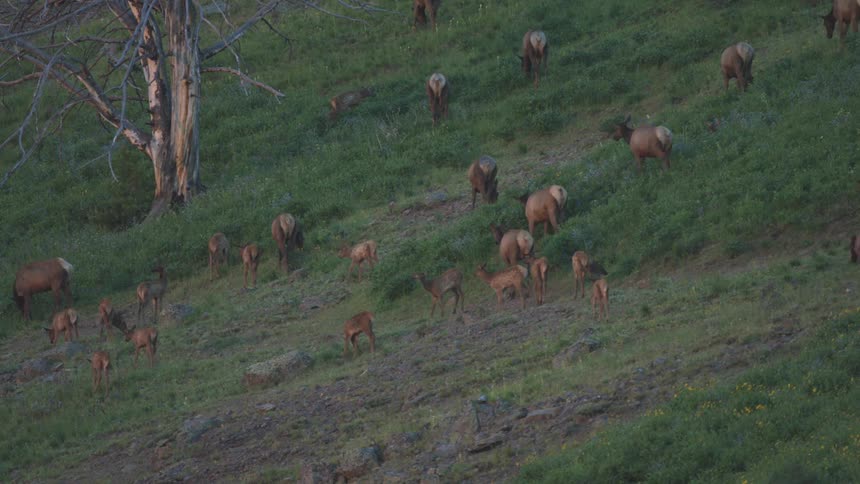 A wide shot shows a large herd of elk grazing on a steep green hillside during the early morning with a tall dead tree standing on the rocky slope