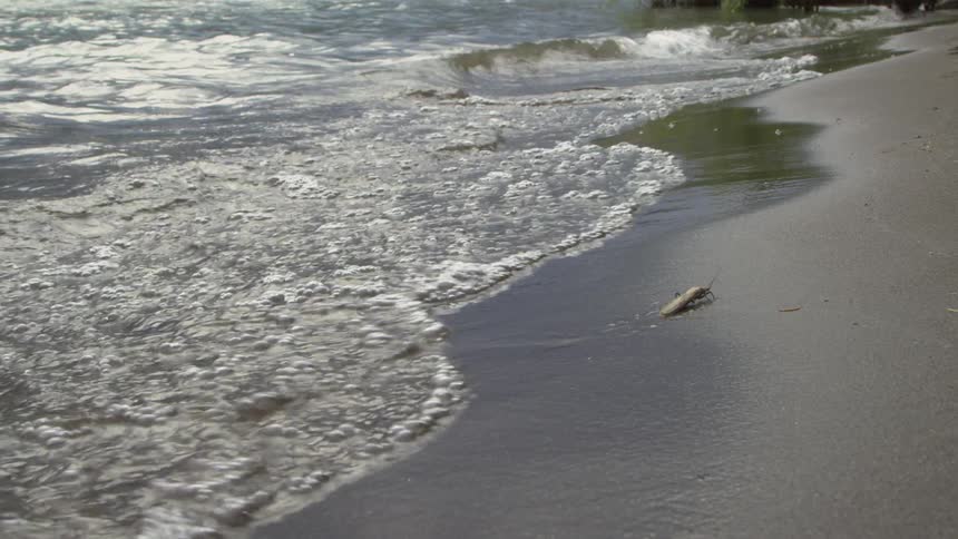 River waves reach a strip of sand where a salmon fly is found on the beach