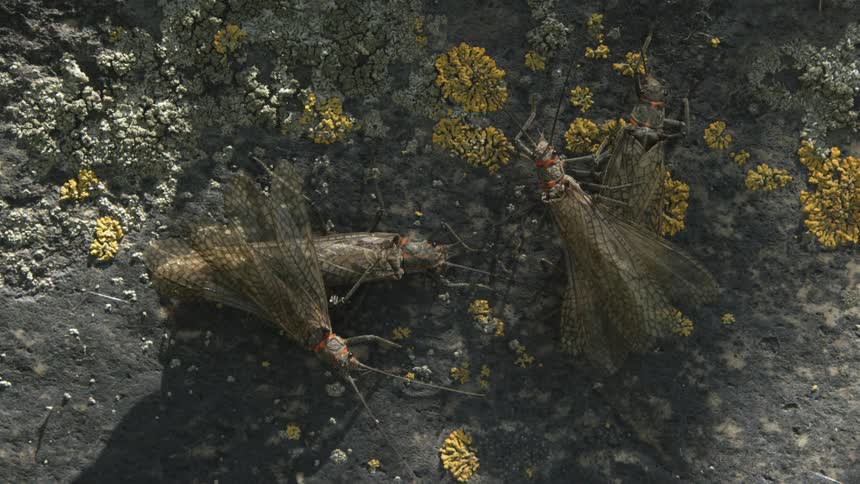 A close up of some dead bugs on the ground