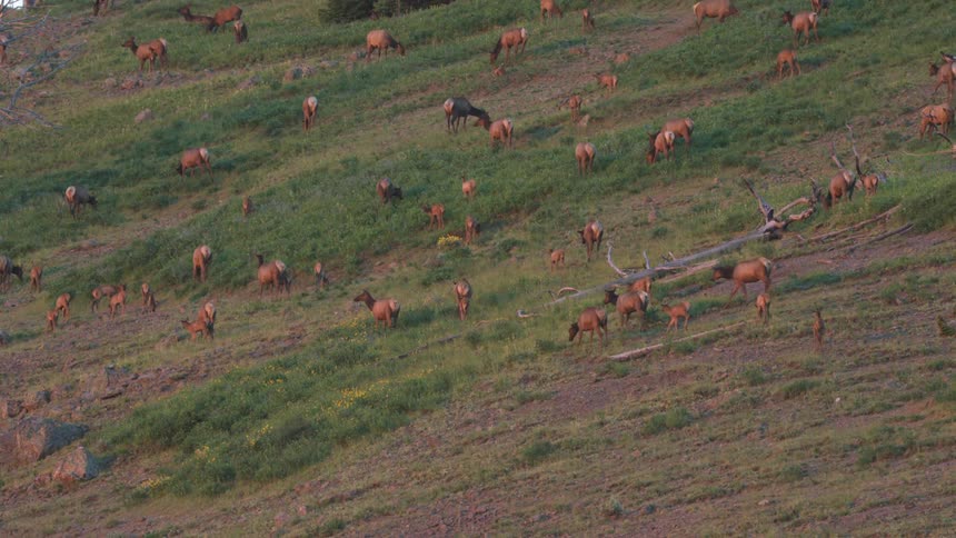 A large herd of elk grazes across a grassy hillside scattered with logs and patches of wild vegetation