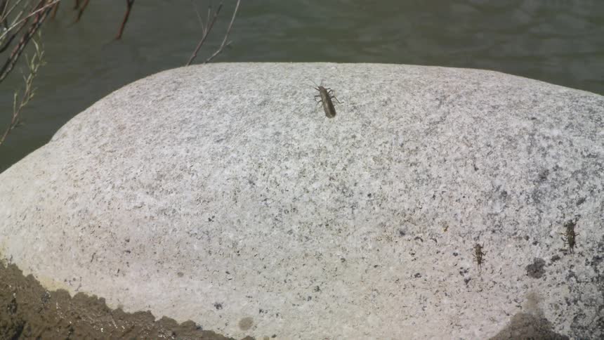 A close up view shows a stonefly crawling slowly across a large light gray rock on a sunny day near the edge of a body of water
