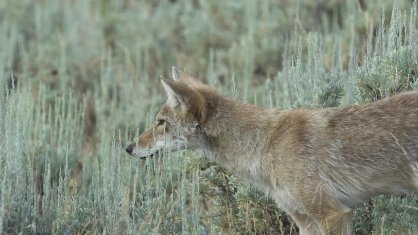 Coyote walks among low vegetation in a natural environment