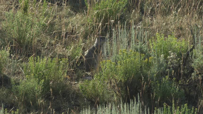 Ground squirrel stands upright among shrubs and grass on a natural hillside
